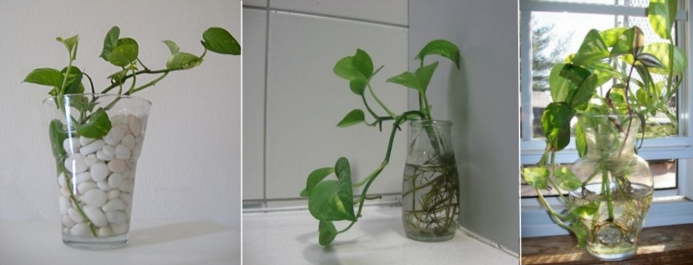 growing money plant without soil