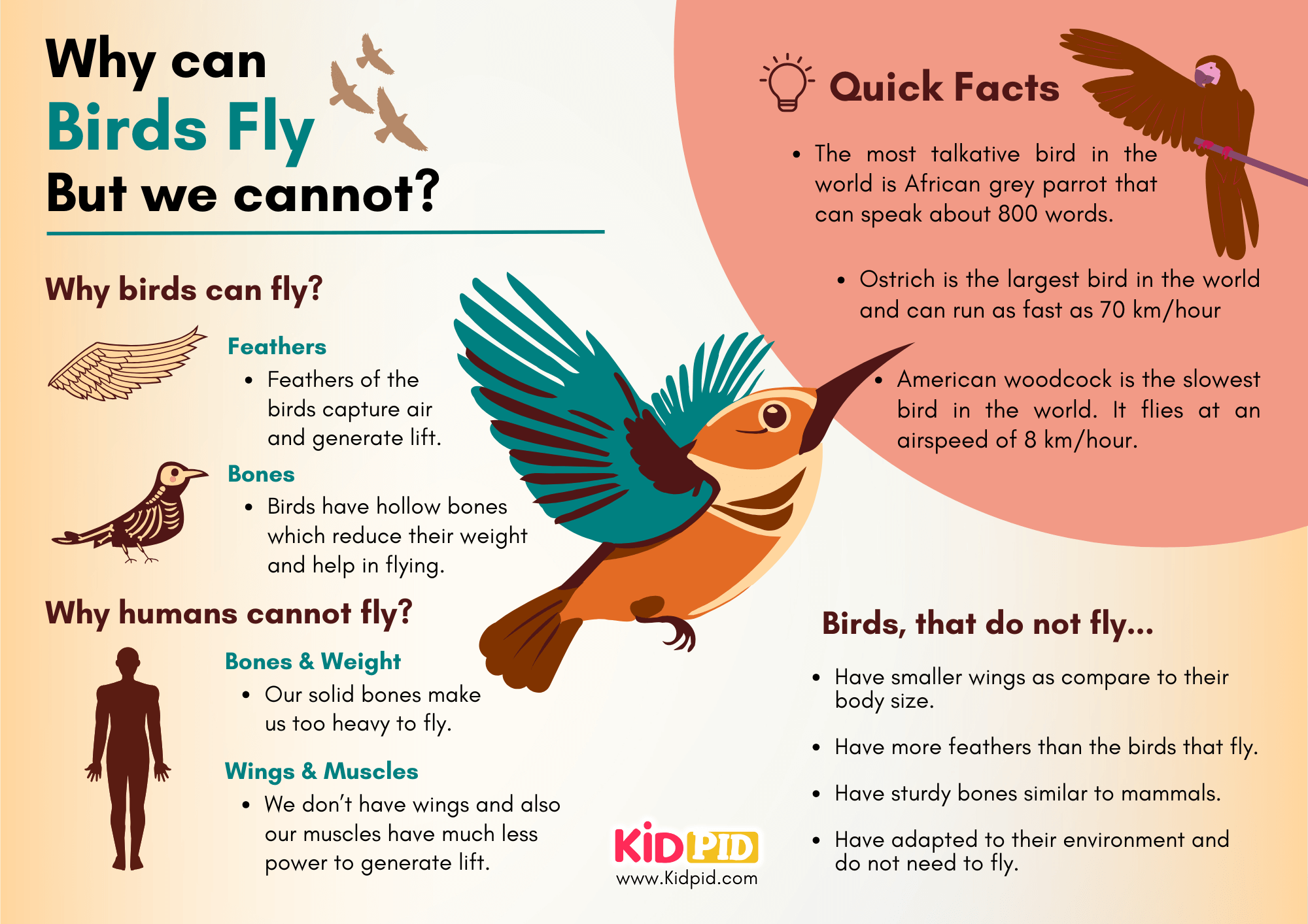 Birds can fly but we don’t. Why Infographic