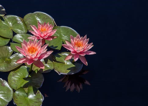 Why are lotus flowers so special?