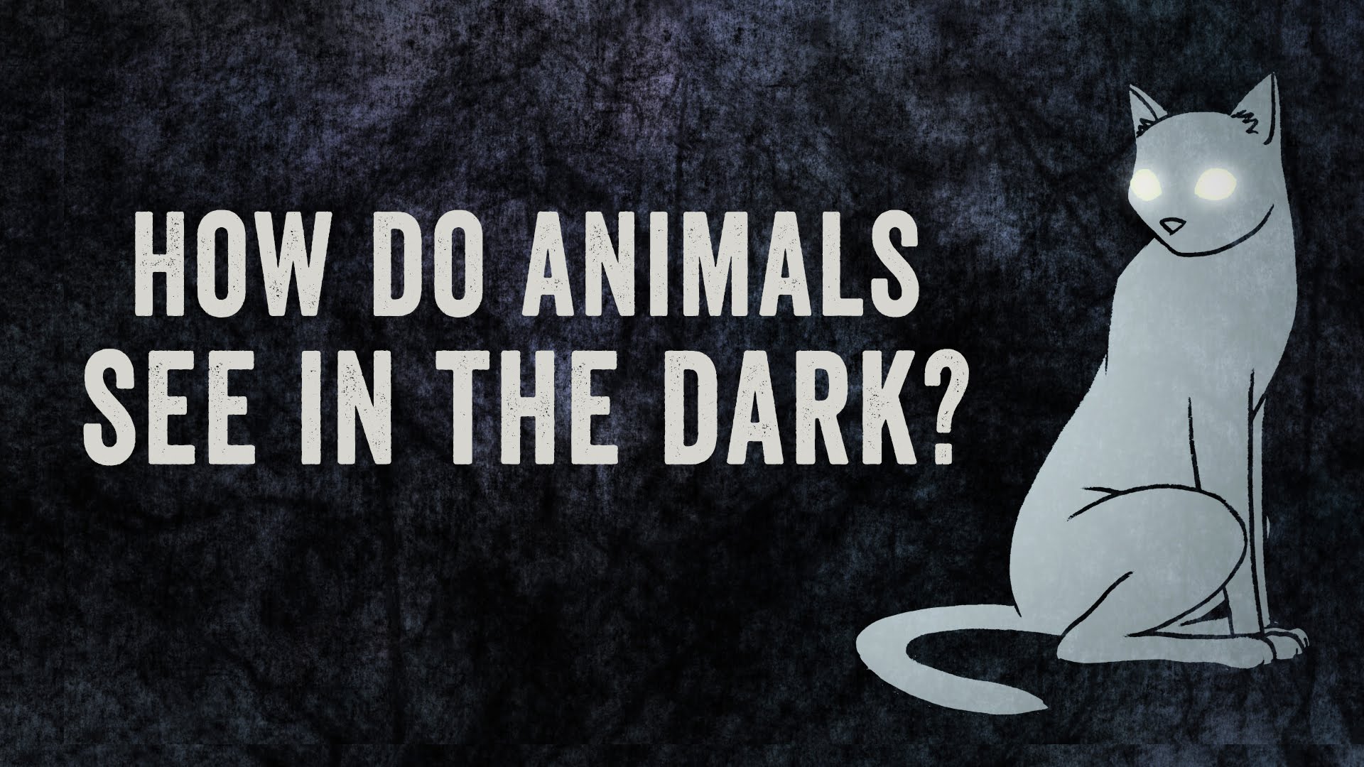 How do animals see in the dark? - Kidpid