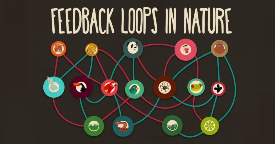 Feedback loops: How nature gets its rhythms