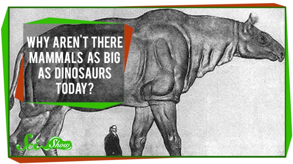 Why No Giant Mammals? - Kidpid