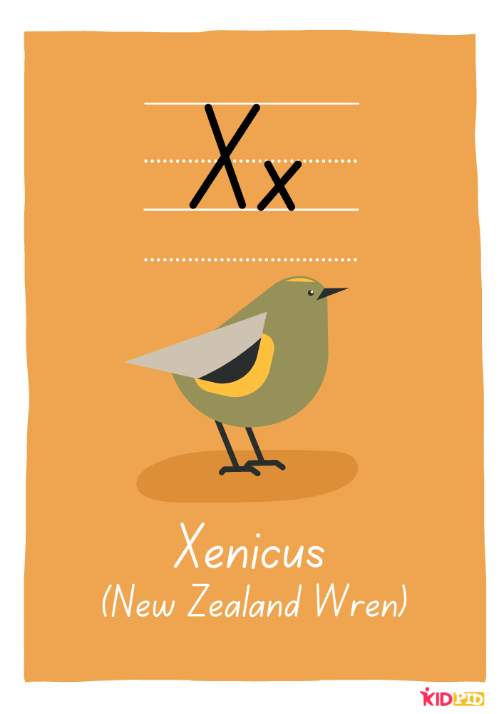 Xenicus