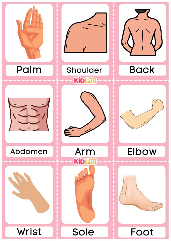 Body Parts Flashcards