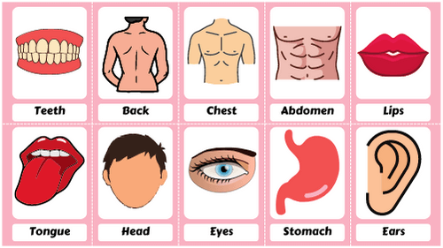 Body Parts Flashcards Feature Image