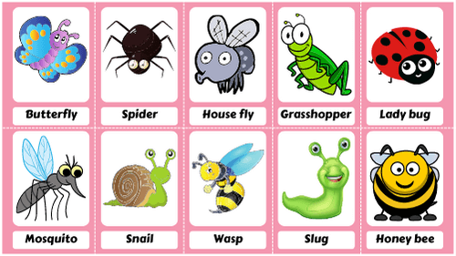 Minibeasts Science Flashcards Feature Image