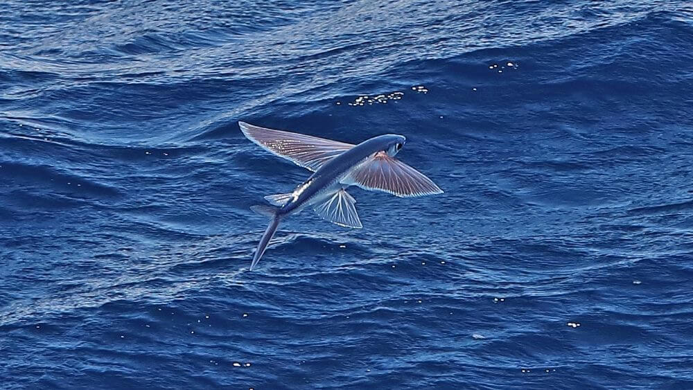 Can flying fish really fly? - Kidpid