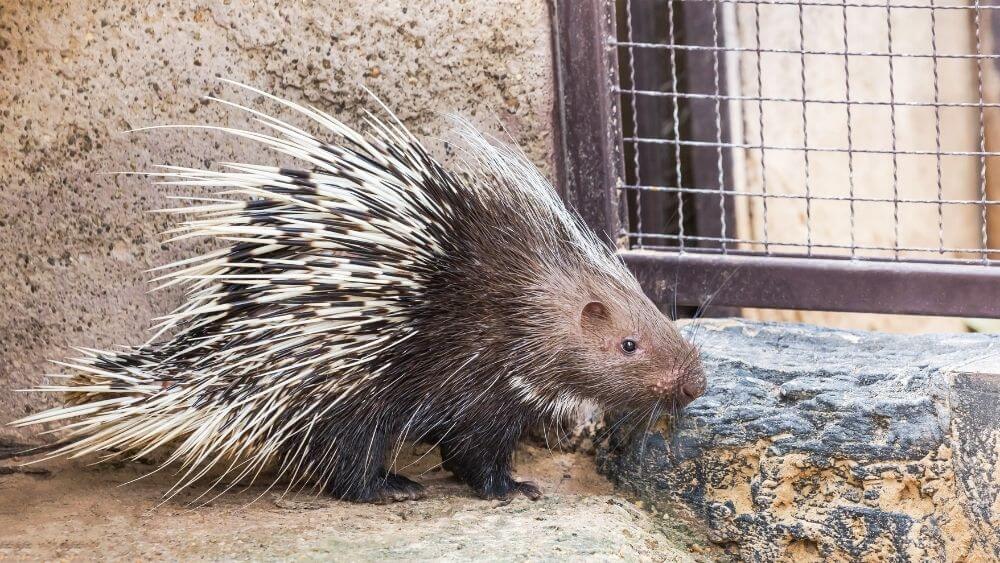 Can porcupines shoot their spines? - Kidpid