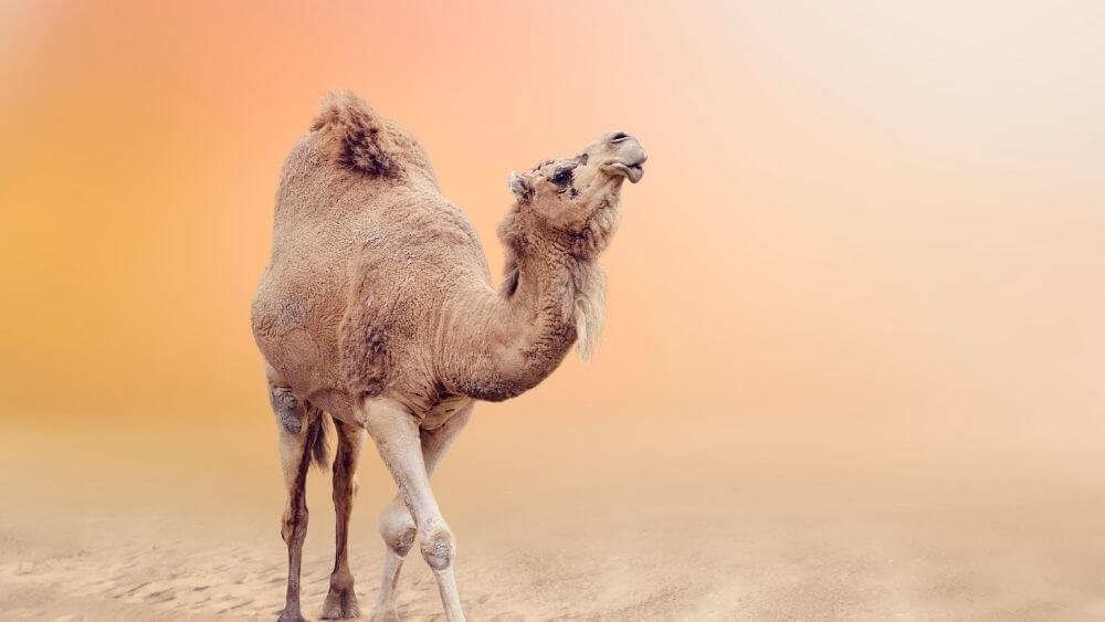 What's in a camel's hump? - Kidpid