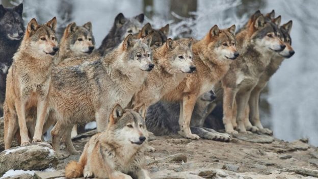 do wolves travel in packs