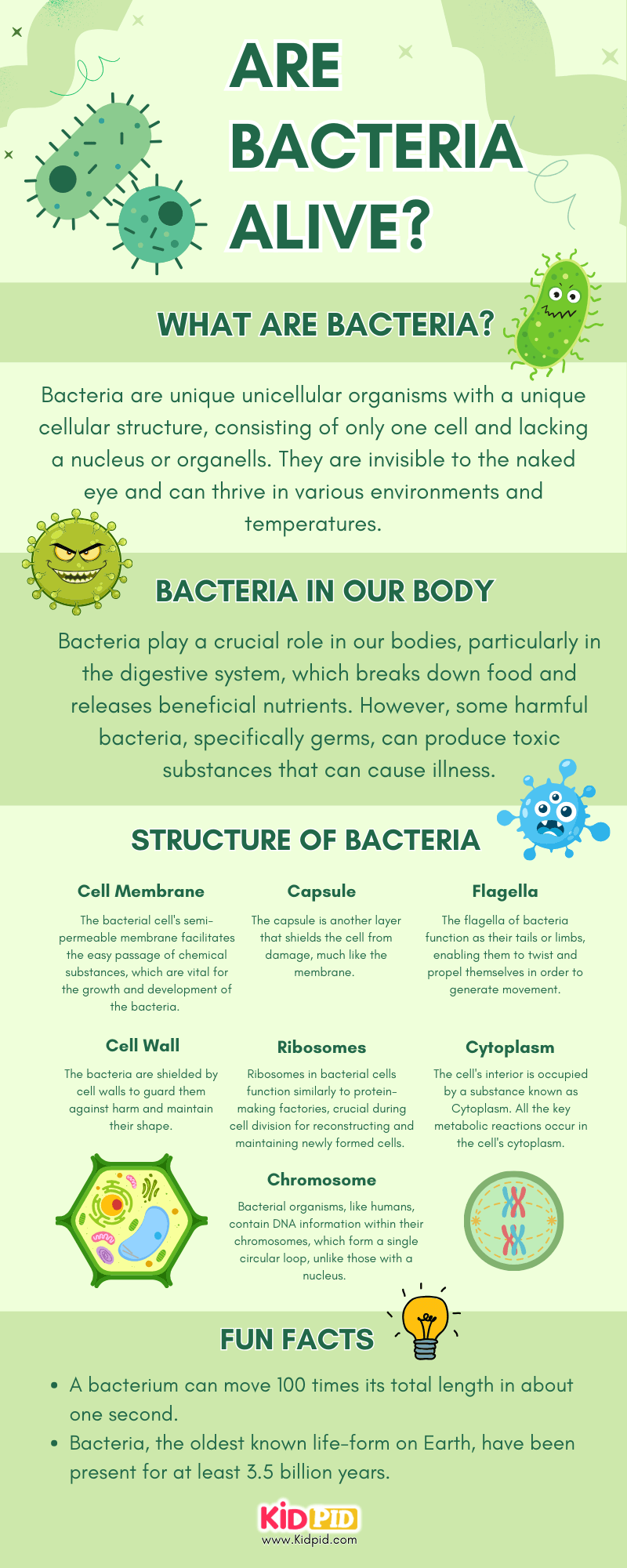 Are bacteria alive?