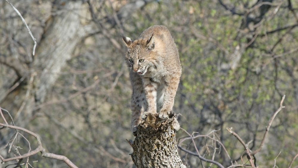 Bobcat Facts for Kids