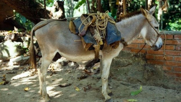 Donkey Animal Facts for Kids