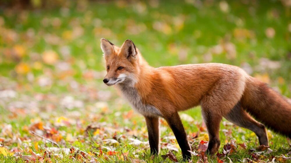 Fox Animal Facts for Kids - Kidpid