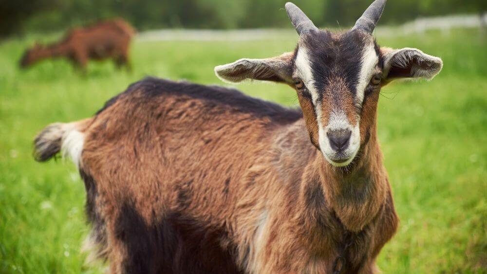 Goat Animal Facts for Kids - Kidpid