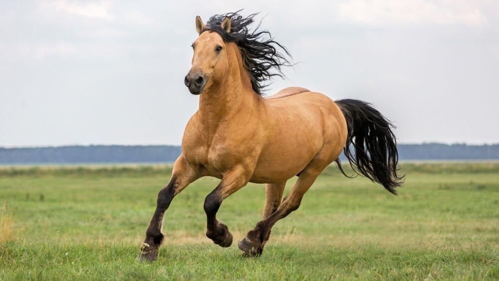 Horse Animal Facts for Kids - Kidpid