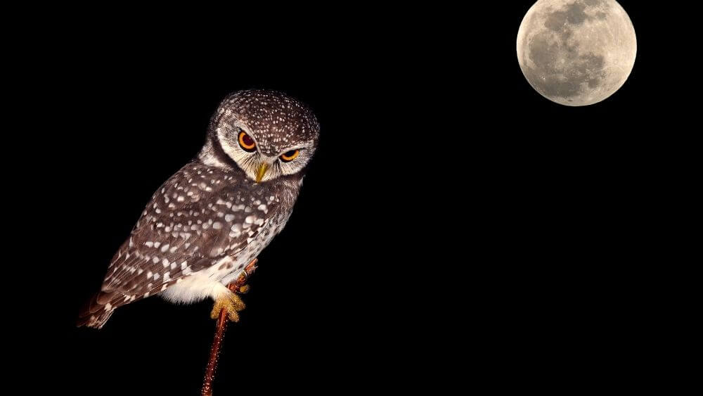 How do owls hunt at night