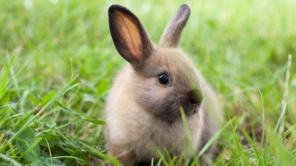 Rabbit Animal Facts for Kids - Kidpid