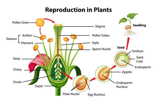 Reproduction in Plants - Kidpid