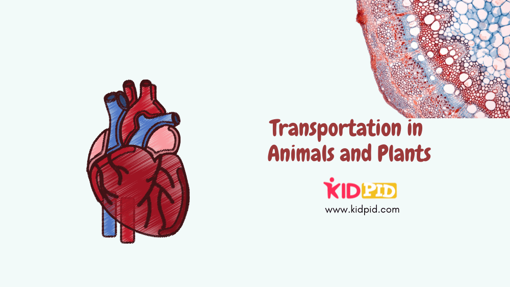 Transportation in Animals and Plants - Kidpid
