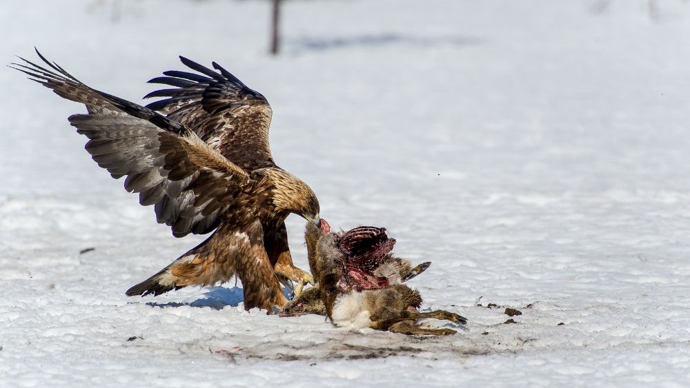 What eats eagles