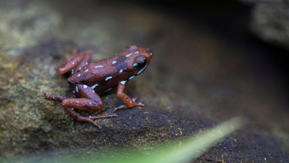 Why is the Poison Dart Frog So Colorful? 
