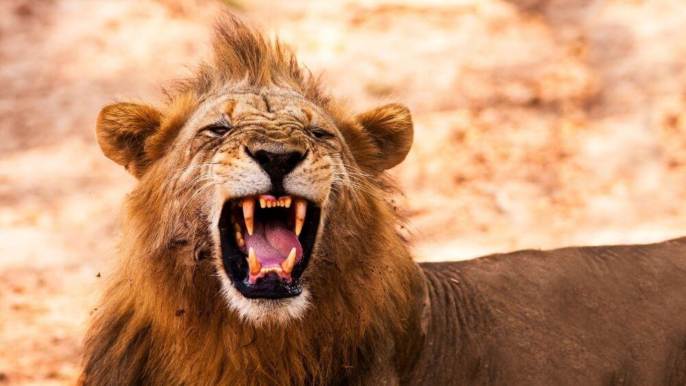 Why do lions have sharp teeth? - Kidpid
