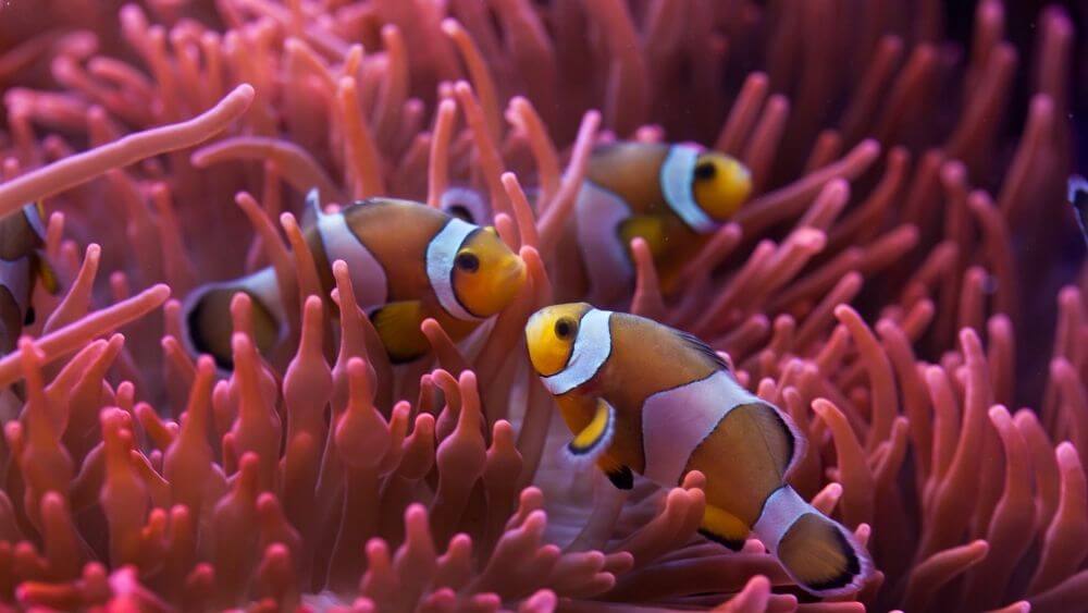 Why don’t clownfish get stung by sea anemones? - Kidpid