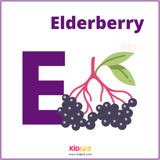 E For Elderberry Fruit Alphabet