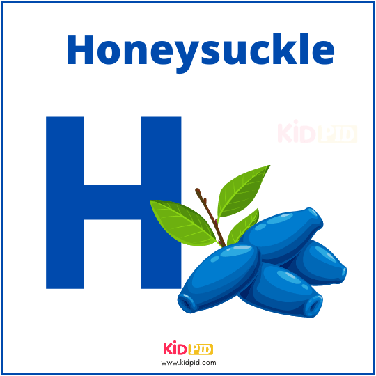 H For Honeysuckle Fruit Alphabet