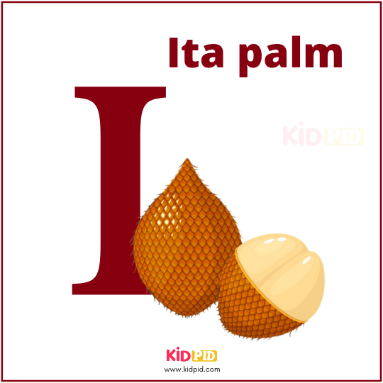 I For Ita Palm Fruit Alphabet