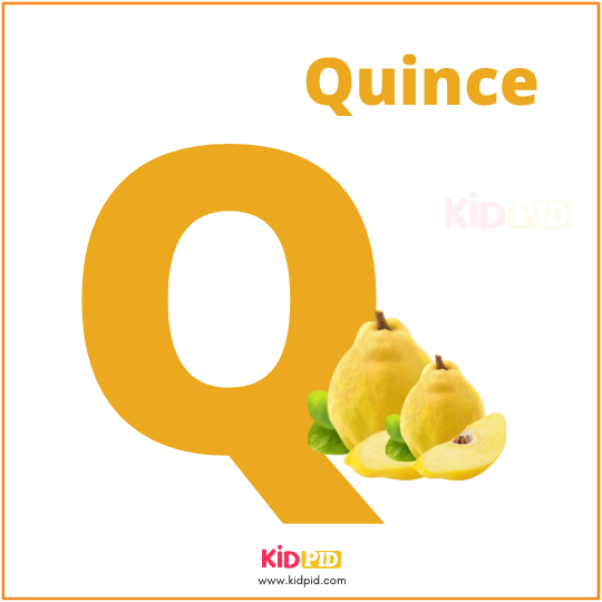Q For Quince Fruit Alphabet