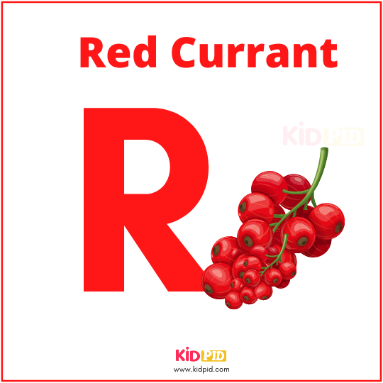 R For Red Currant Fruit Alphabet