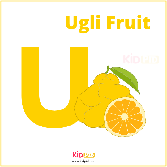 U For Ugli Fruit Alphabet