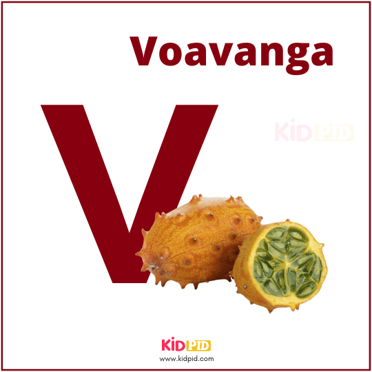 V For Voavanga Fruit Alphabet