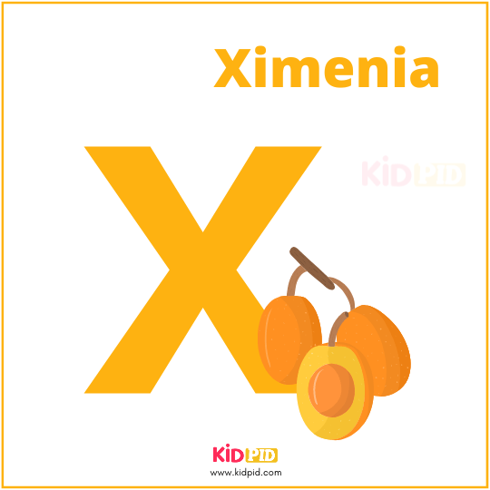 X For Ximenia Fruit Alphabet