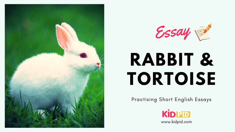 Essay: Rabbit & Tortoise - Kidpid