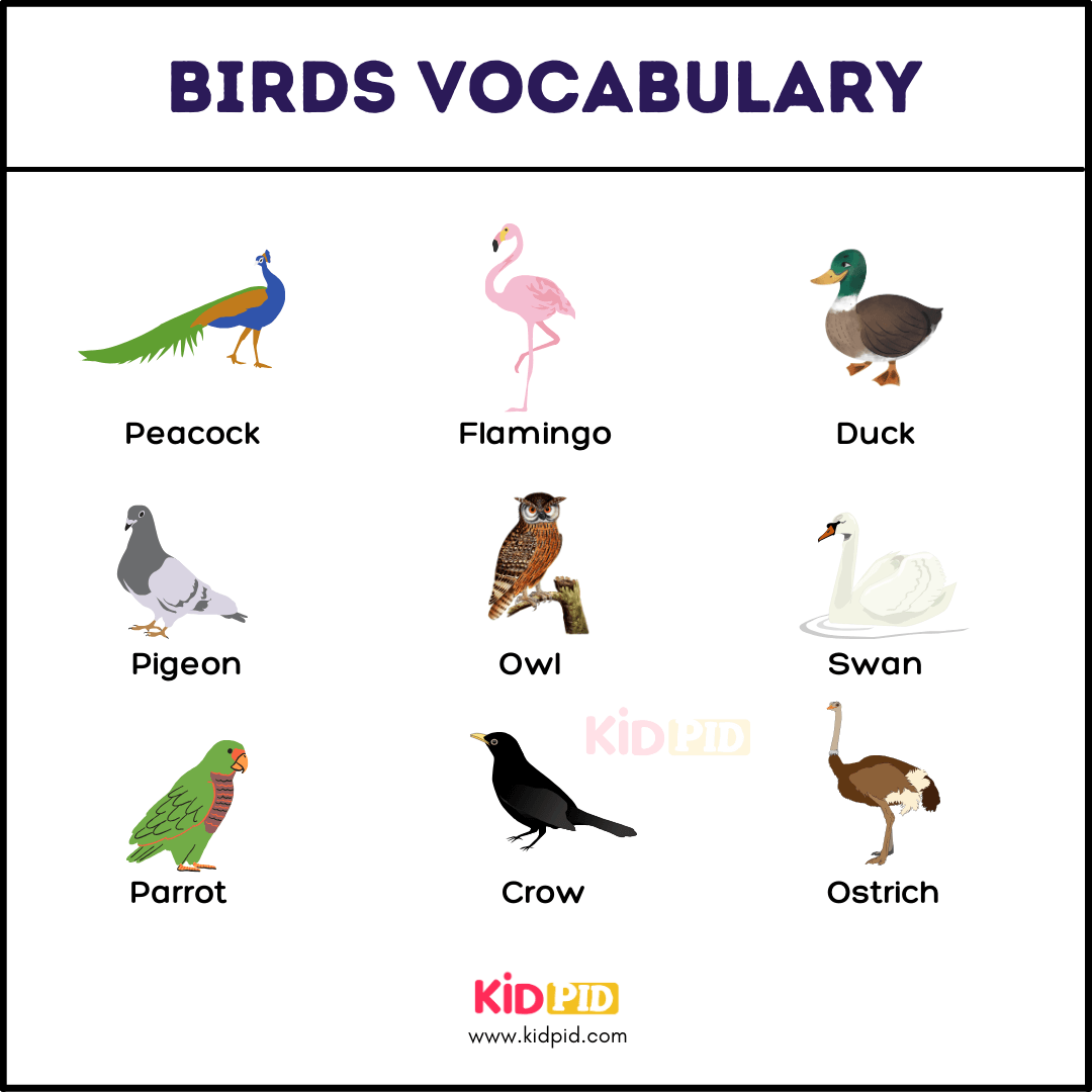 Birds Name-1