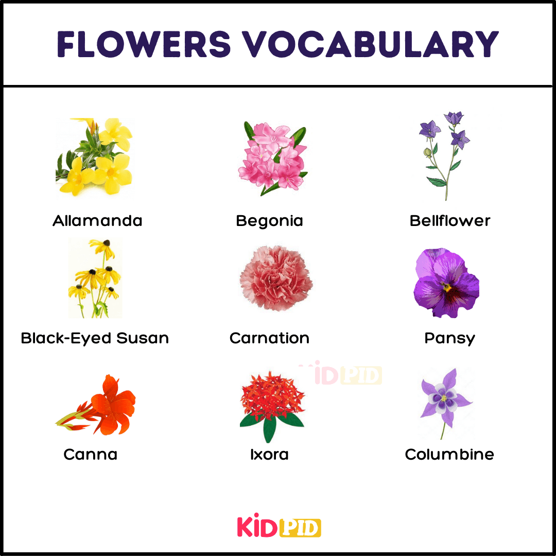 Flowers Vocabulary-2
