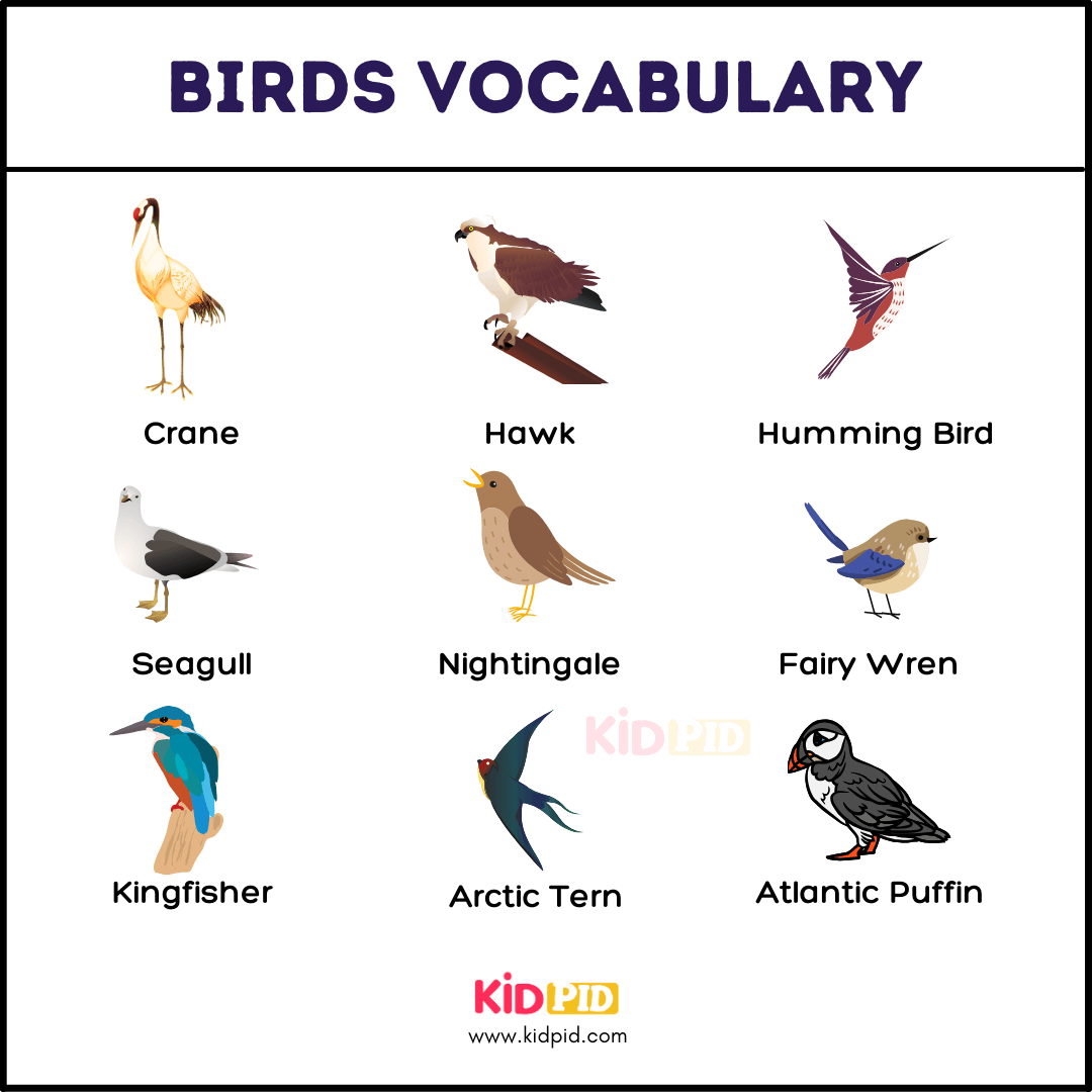 Birds Name-3