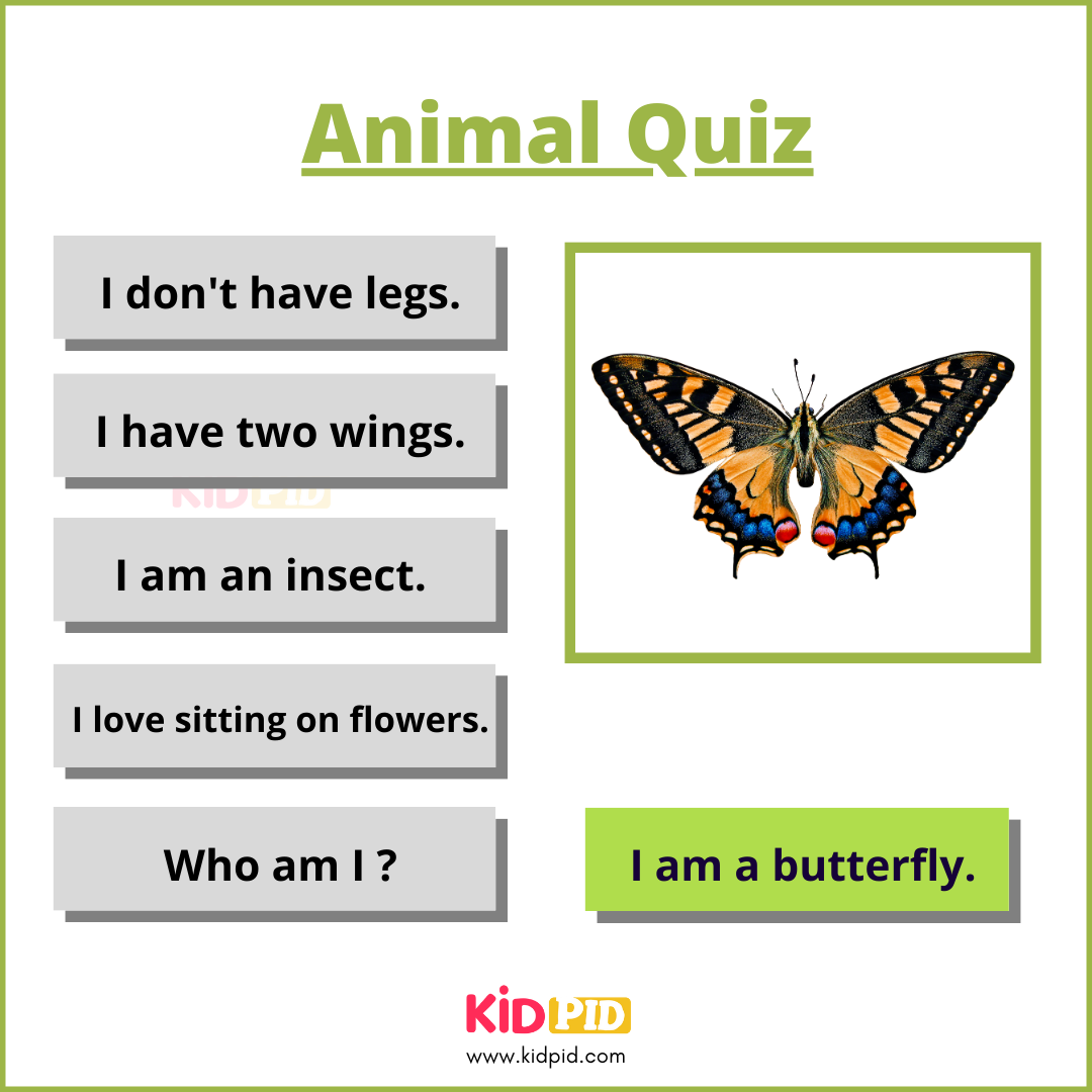 Butterfly-Animal Quiz