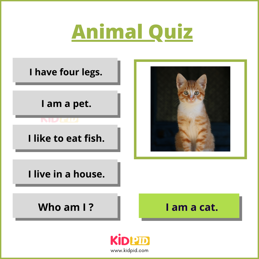 Cat-Animal Quiz