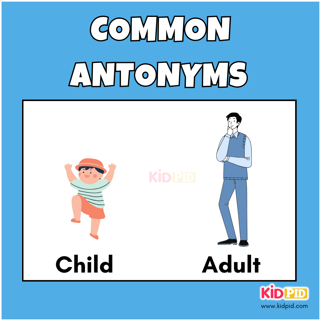 Child - Adult - Common Antonyms
