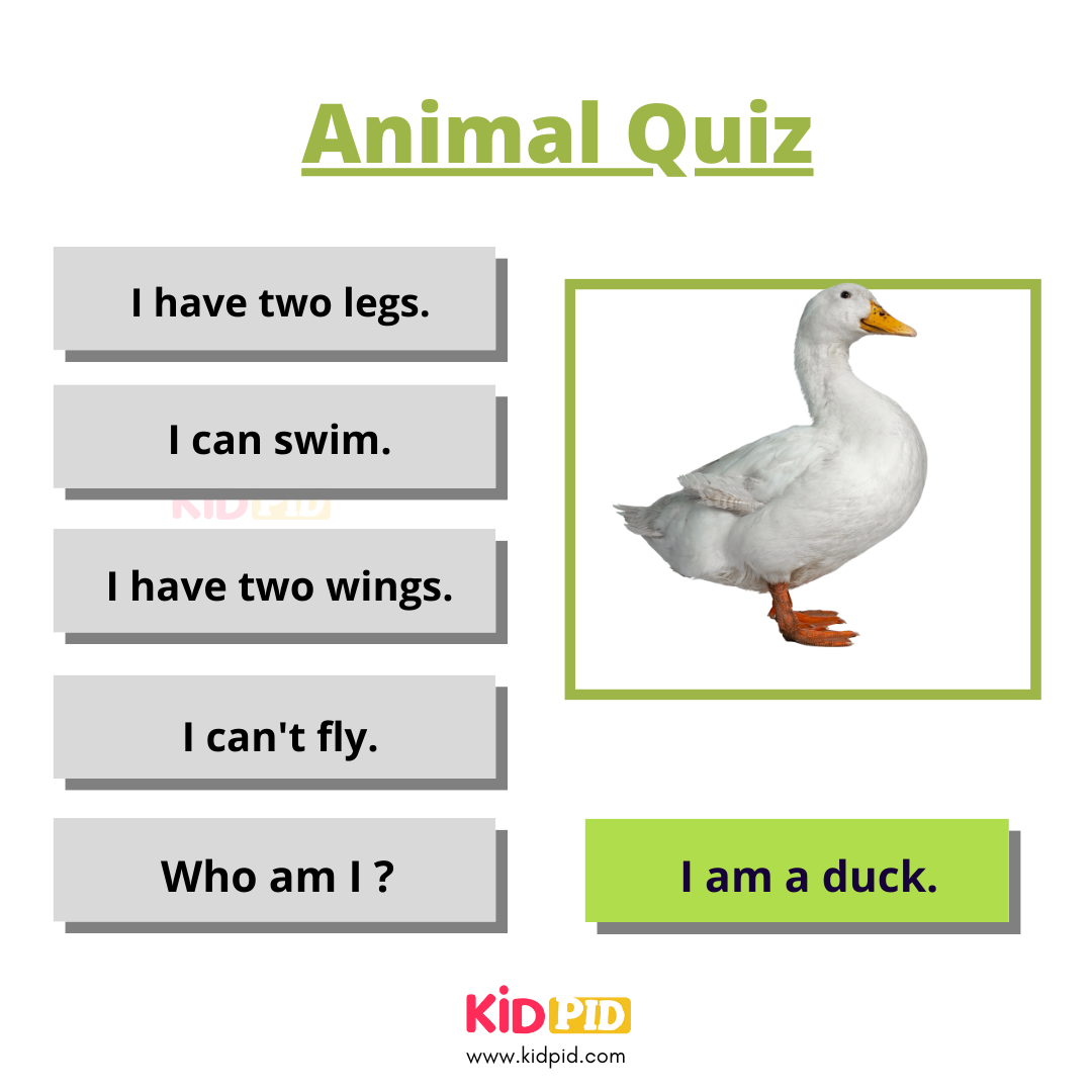 Duck-Animal Quiz
