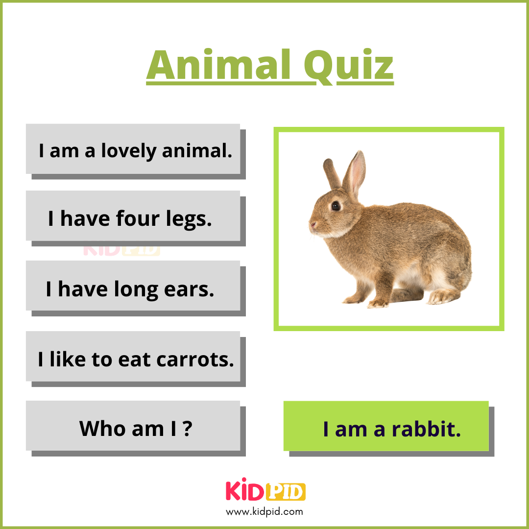 Rabbit-Animal Quiz