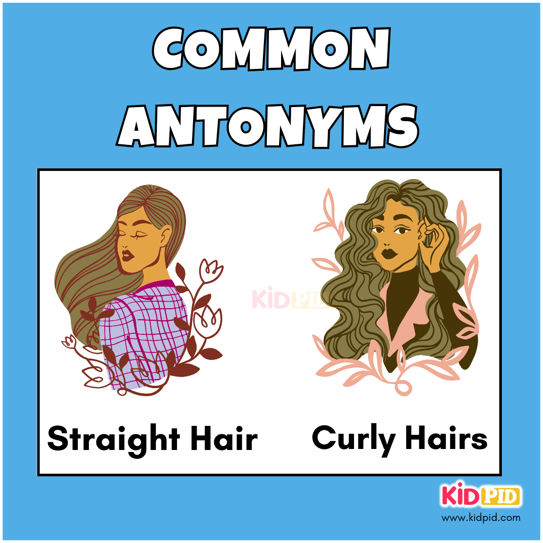 Straight Hair-Curly Hairs-Common antonyms