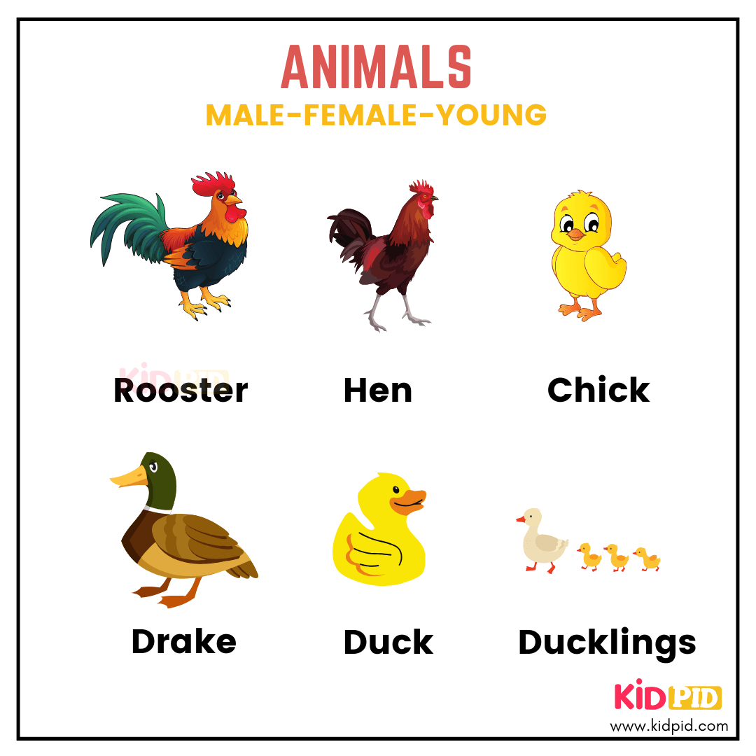 Animals - Basic English Vocabulary Words For Kids
