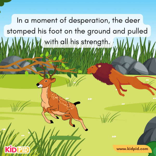 The Deer And His Antlers-12