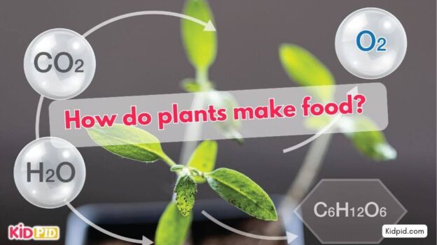 How do plants make food