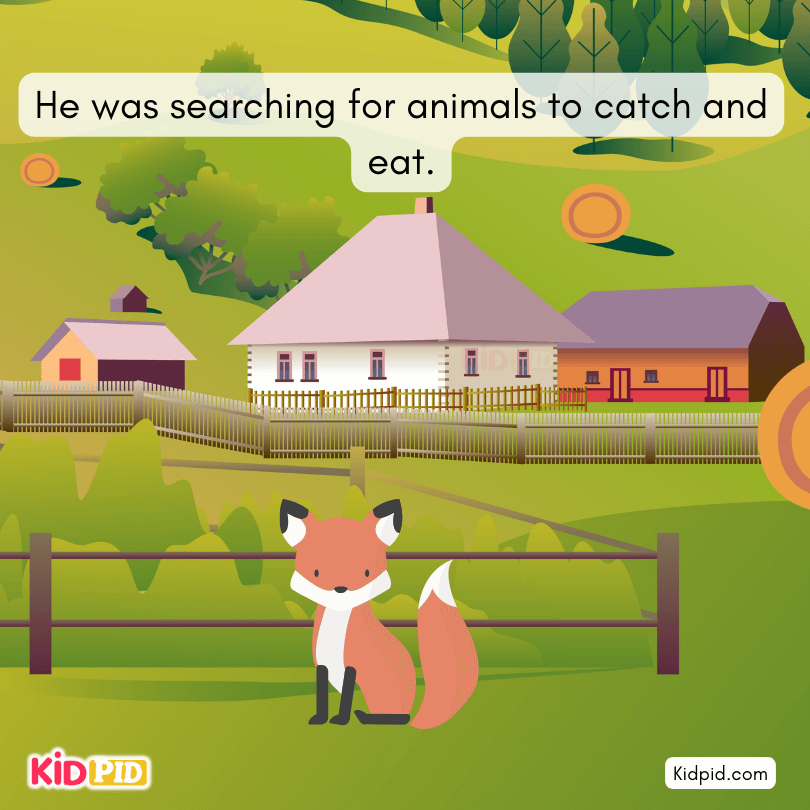 Fox was Searching the animal For Catch & Eat